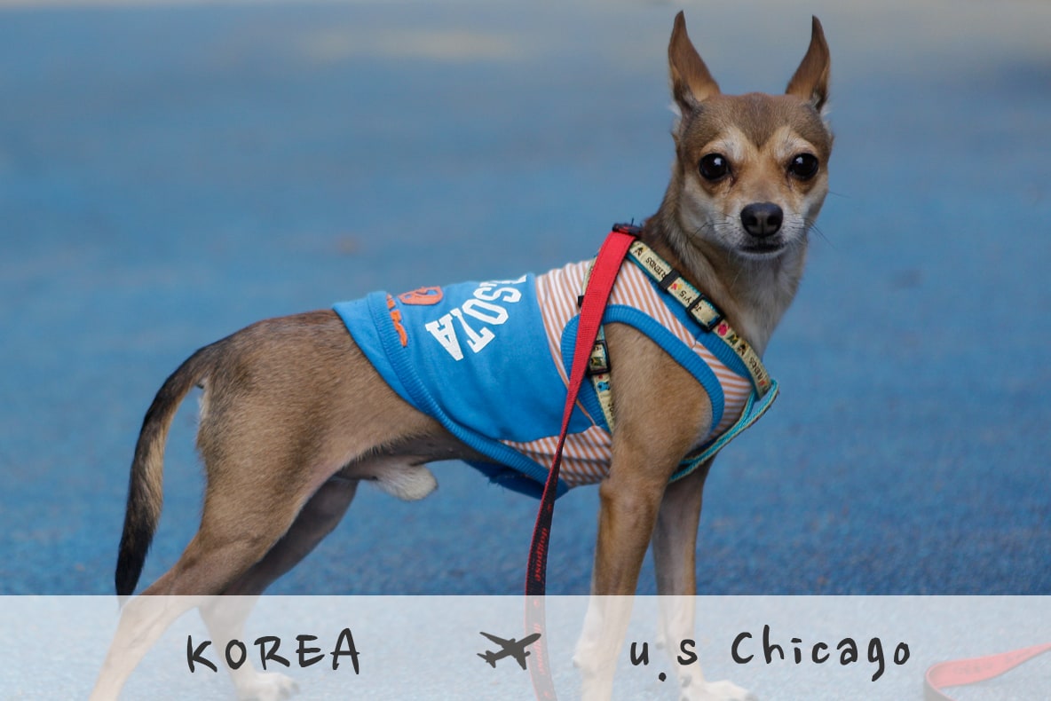 강아지 미국 데려가기 Take your dog to the United States
