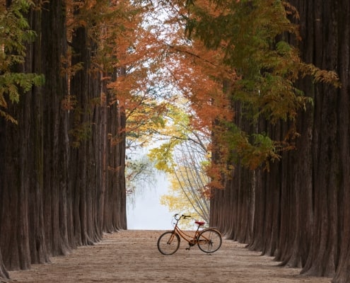 One and Only Dog-optimised day-trip from Seoul to Nami-island&Dumulmeori