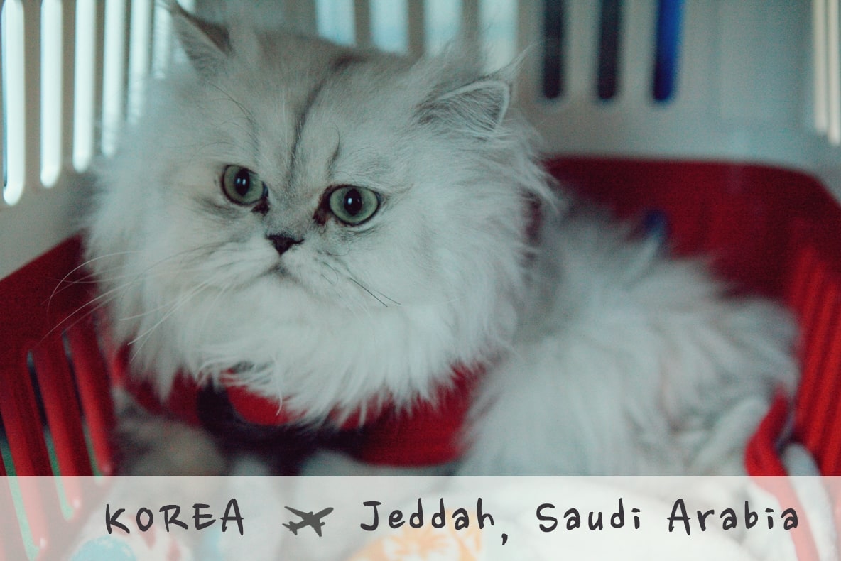 Take the Cat to Saudi Arabia