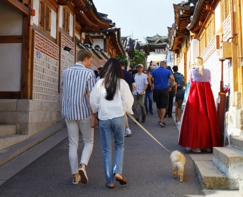 One and only Dog-optimized Seoul City tour