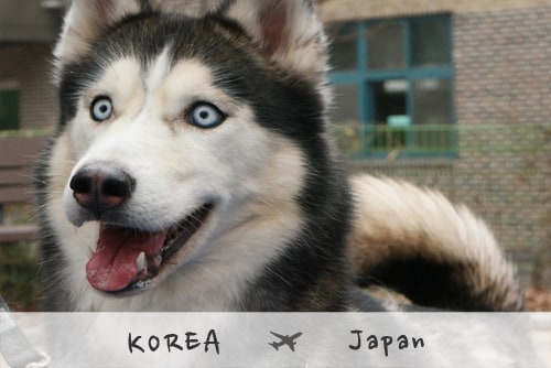 까다로운 일본 강아지 검역규정 Japan's complicated puppy quarantine regulations