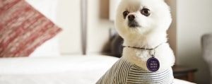 Korea’s One and Only 4-days Dog-Optimised Tour of Seoul City