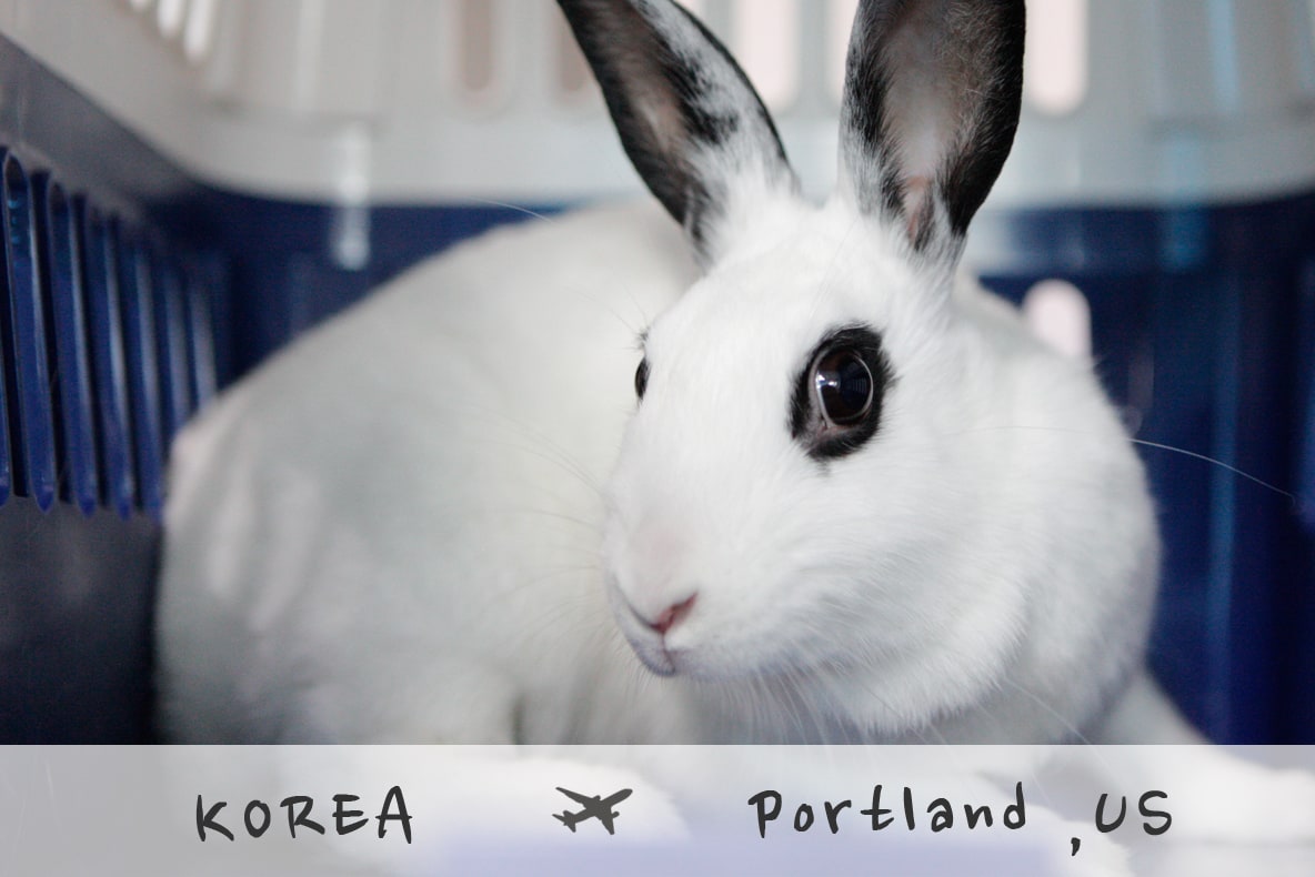 토끼 비행기로 미국 보내기 토끼 비행기로 미국 보내기