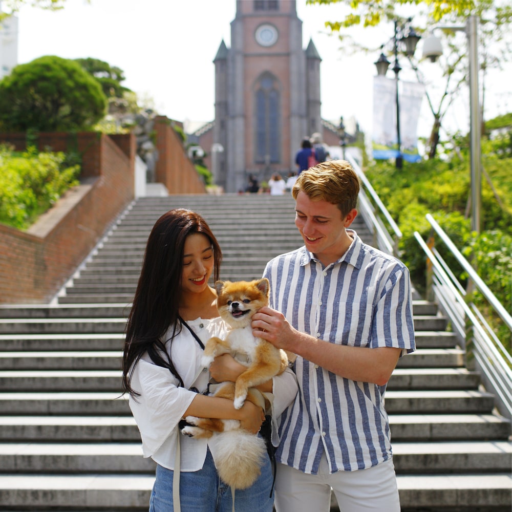 One and only Dog-optimized Seoul City tour