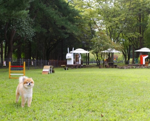 One and Only Dog-optimised day-trip from Seoul to Nami-island&Dumulmeori