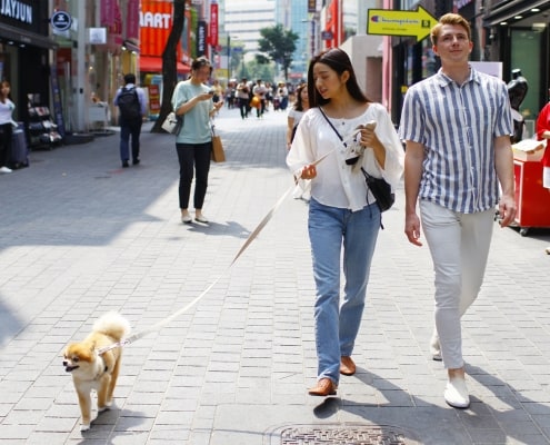 One and only Dog-optimized Seoul City tour