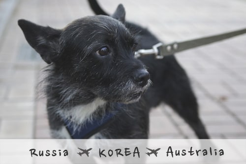 러시아에서 한국으로, 그리고 다시 호주로 러시아에서 한국으로, 그리고 다시 호주로
