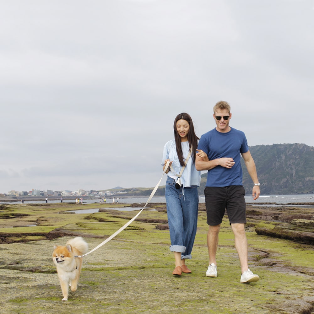 2D1N Jeju’s Dog-optimized Compressed Tour