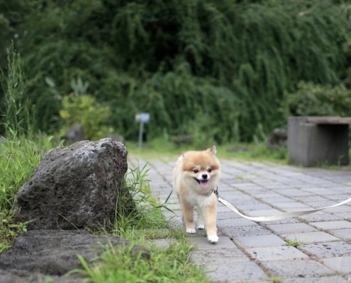 West Jeju’s One and Only Dog-optimized Tour