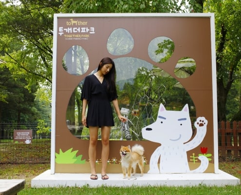 One and Only Dog-optimised day-trip from Seoul to Nami-island&Dumulmeori