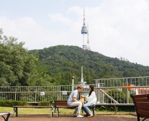 One and only Dog-optimized Seoul City tour