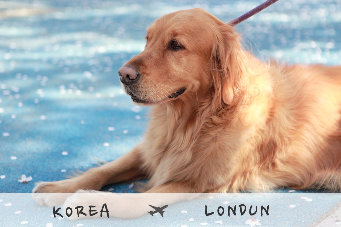 런던으로 반려동물과 함께 런던으로 반려동물과 함께