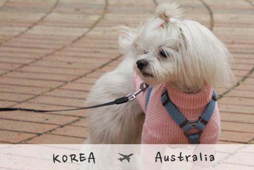 강아지와 함께 호주로 강아지와 함께 호주로