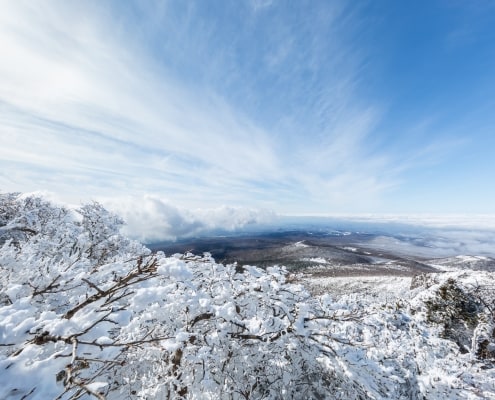 East Jeju’s One and Only Dog-optimized Tour