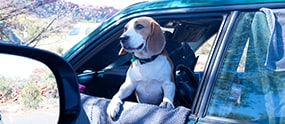 A puppy sticking out of a car window